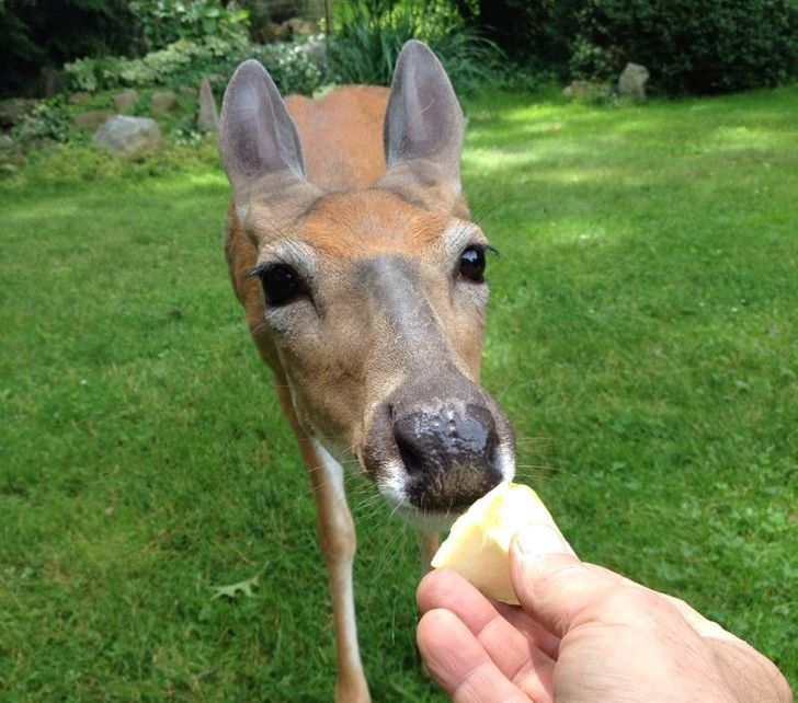 20 крзнени пријатели што се појавиле на најнеочекуваните места