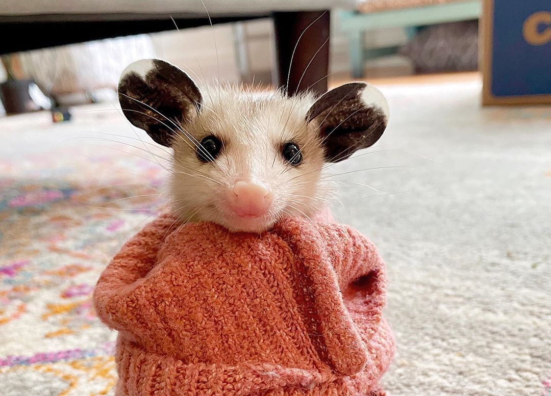 20 слатки фотографии од опосуми што ќе ве убедат дека не се толку „страшни штетници“