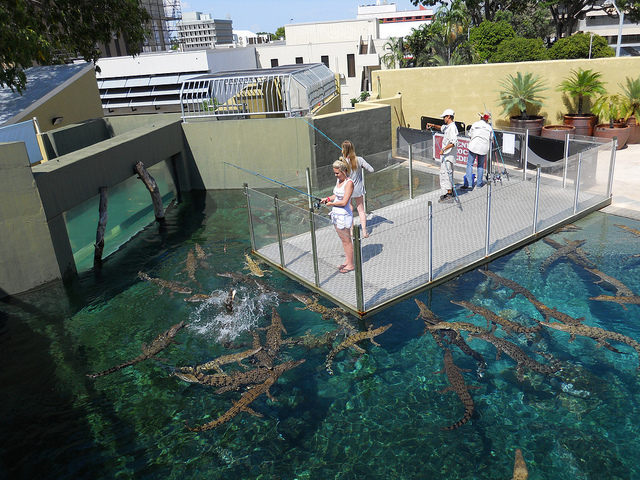 Тематски парк во Австралија во кој можете да пливате со огромни крокодили