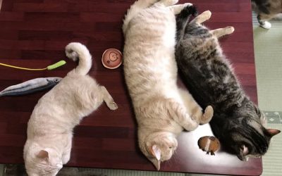 Нова туристичка атракција во Јапонија: Гостилница нуди дружење со мачки