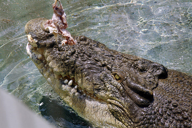Тематски парк во Австралија во кој можете да пливате со огромни крокодили