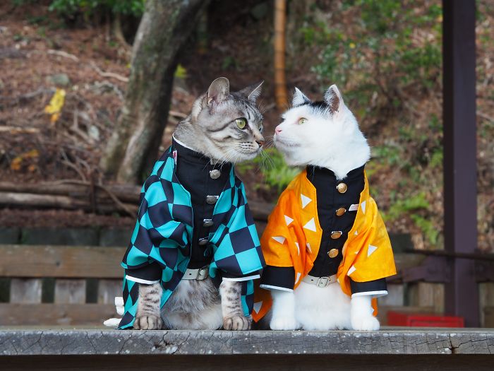 Еден човек создава аниме костуми за своите мачки кои изгледаат навистина кул