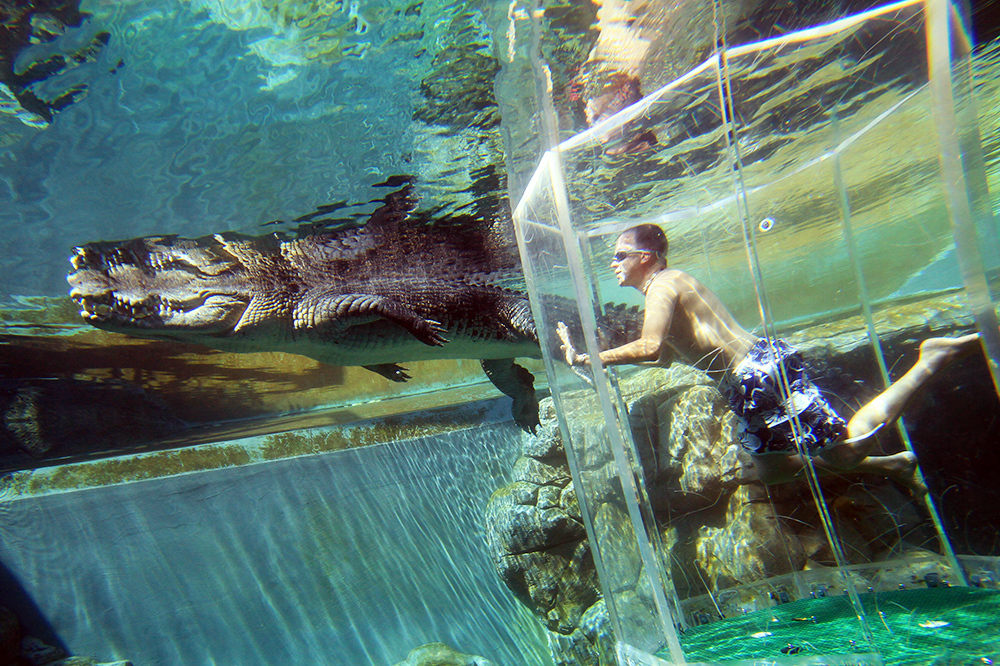 Тематски парк во Австралија во кој можете да пливате со огромни крокодили