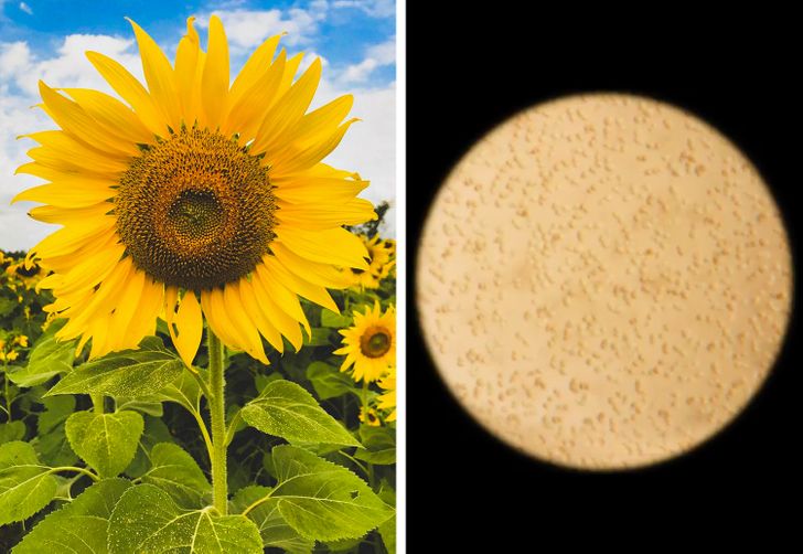 14 фотографии што откриваат како изгледаат секојдневните предмети под микроскоп