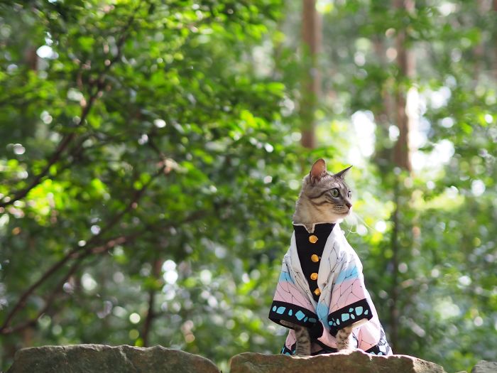 Еден човек создава аниме костуми за своите мачки кои изгледаат навистина кул