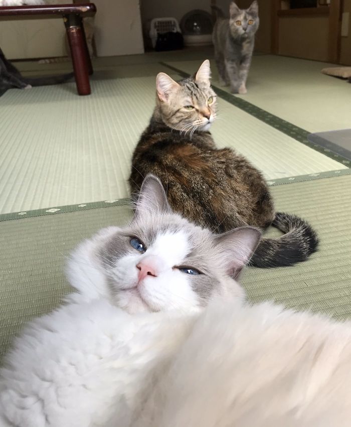 Нова туристичка атракција во Јапонија: Гостилница нуди дружење со мачки