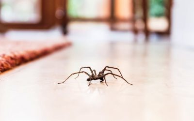 Како да се ослободите од пајаците и од нивните мрежи?