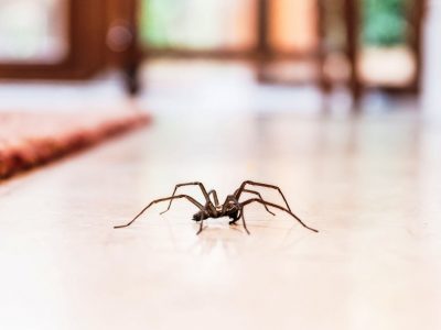 Како да се ослободите од пајаците и од нивните мрежи?