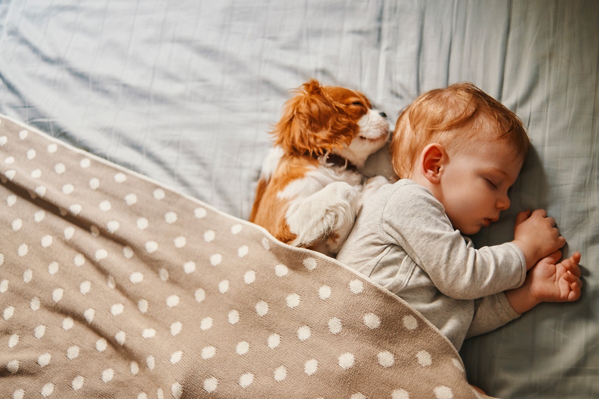 Што да правите ако во куќата имате бебе и домашно милениче?