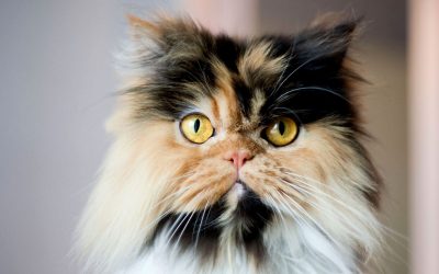 Занимливости за тробојните мачки што ги прават овие убавици уште поинтересни