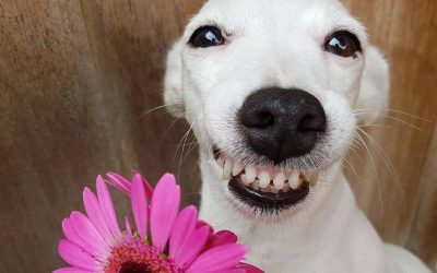 Запознајте го Еуросаурус, кучето со најзаразната насмевка досега