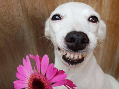 Запознајте го Еуросаурус, кучето со најзаразната насмевка досега