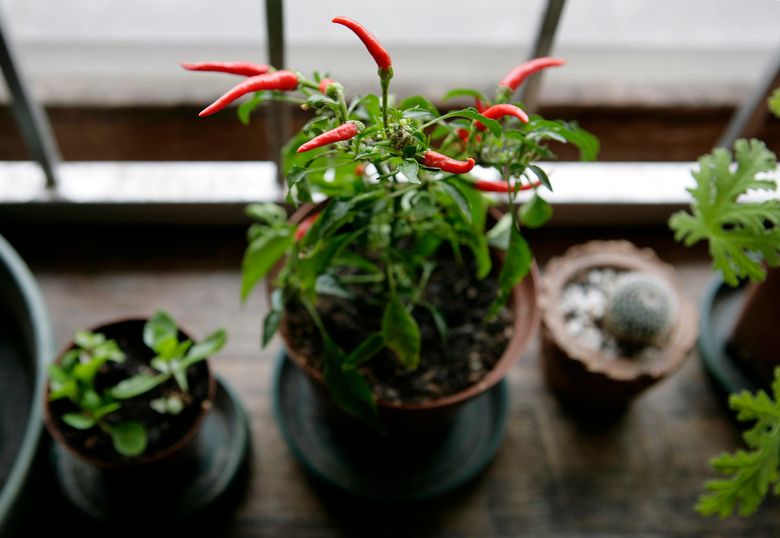 10 домашни растенија за кои сигурно не сте знаеле дека имаат позитивно влијание врз здравјето