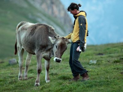 Гушкањето крави е новиот светски тренд