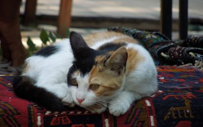 Хуман однос кон животните: Апликација ќе ги лоцира мачките и кучињата скитници низ Истанбул