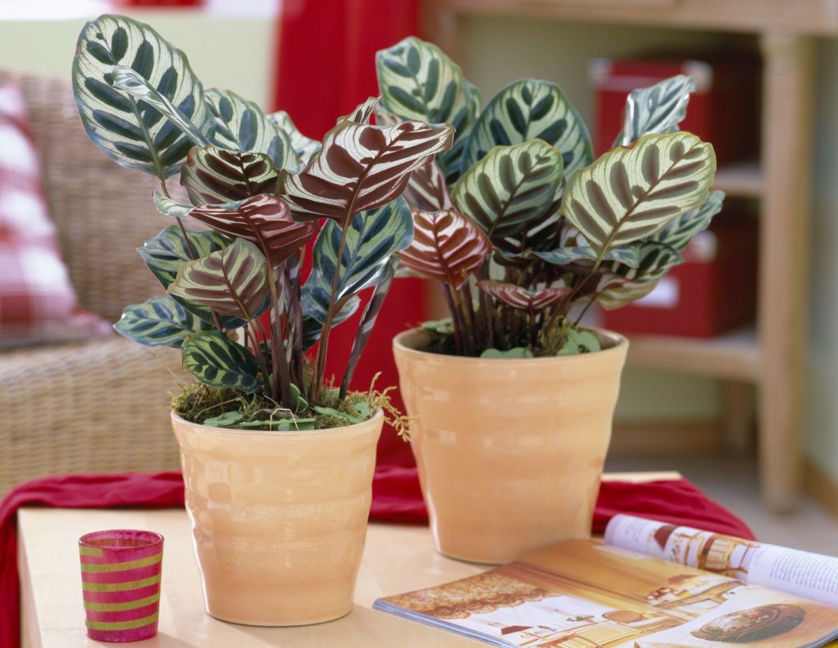 Калатеа - прекрасна тропска убавица што ќе ви возврати за посветеното внимание