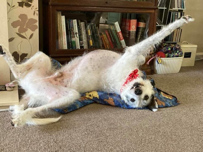 Нов предизвик во кој ќе сакате да се вклучите ако имате куче