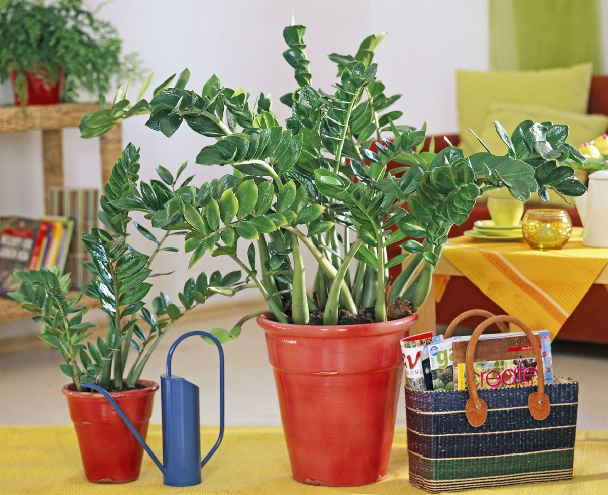 Замија - растение што им успева на сите