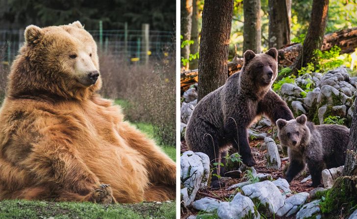 Колку долго трае бременоста кај животните?