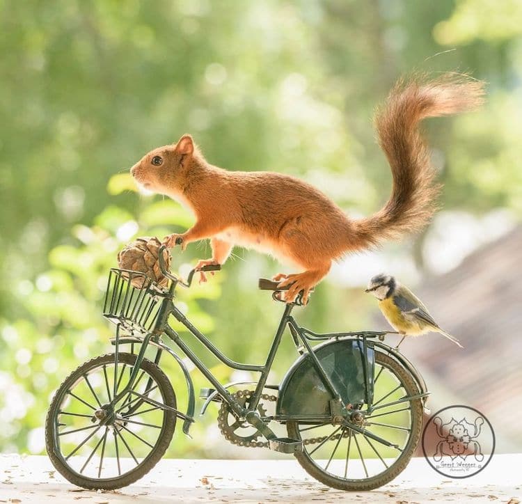 Слатки фотографии од верверички и минијатурни реквизити