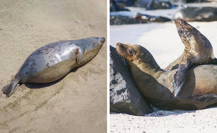 Колку долго трае бременоста кај животните?