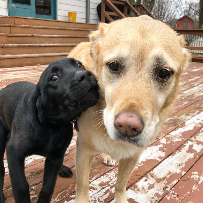 20 фотографии од кучиња чиј живот бил „уништен“ откако добиле брат или сестра