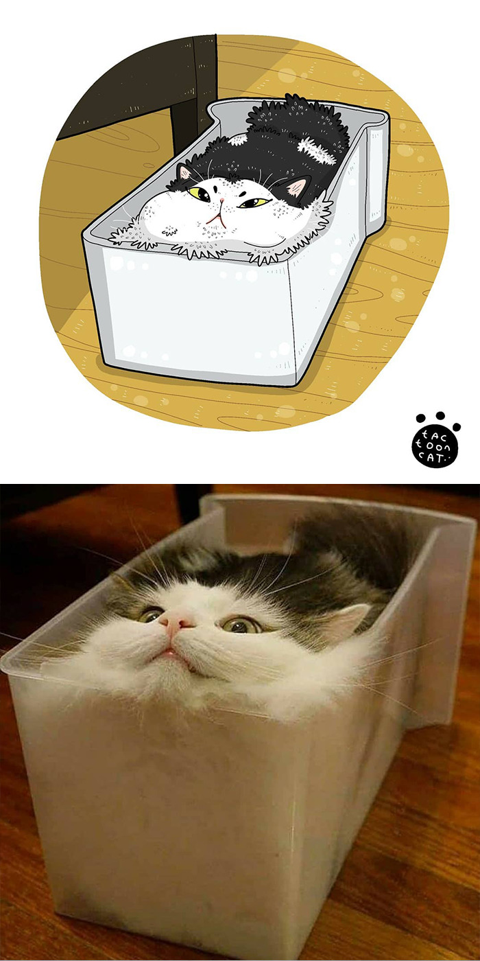 Артист претвора фотографии од мачки во смешни илустрации