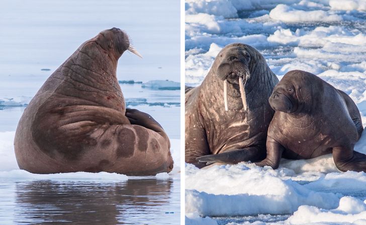 Колку долго трае бременоста кај животните?