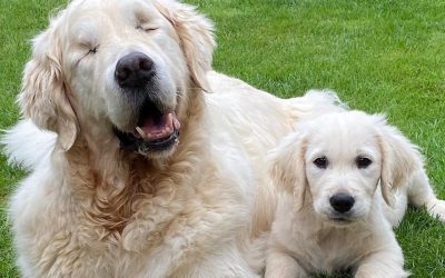 Слепо куче и неговото куче-помошник се неразделни пријатели
