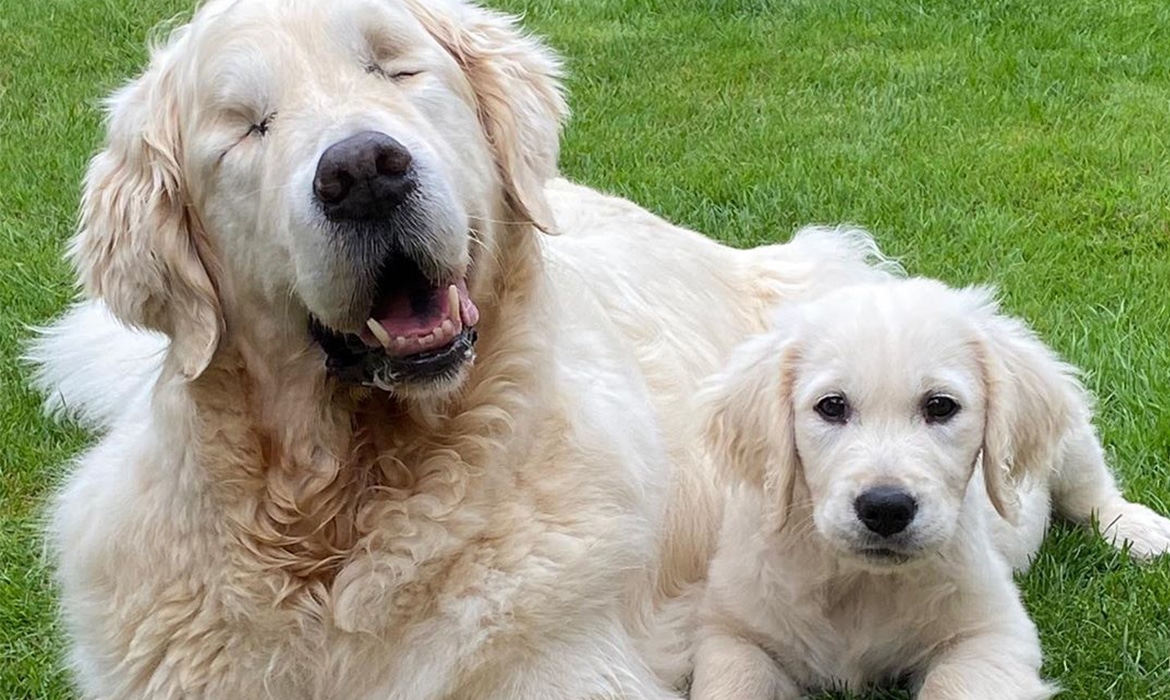 Слепо куче и неговото куче-помошник се неразделни пријатели