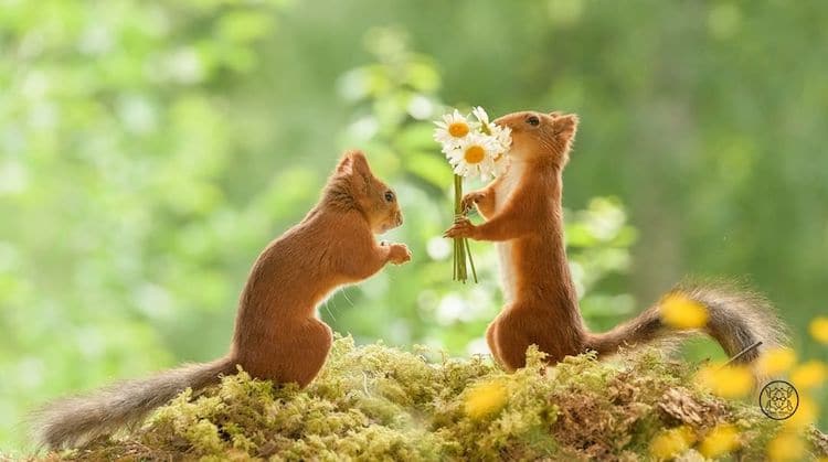 Слатки фотографии од верверички и минијатурни реквизити