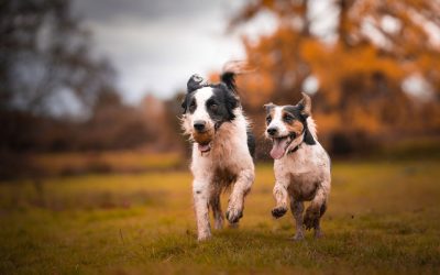 Слатки фотографии од кучиња кои уживаат во есента