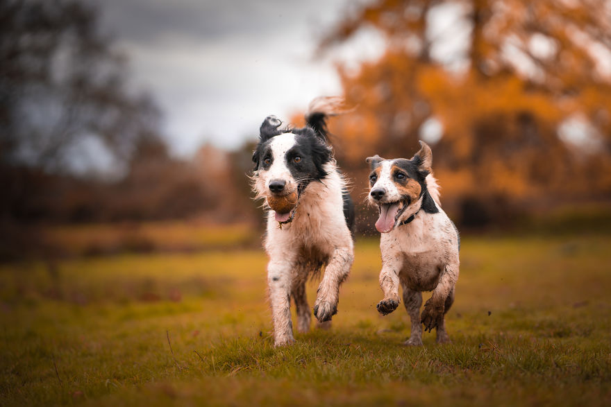 Слатки фотографии од кучиња кои уживаат во есента 
