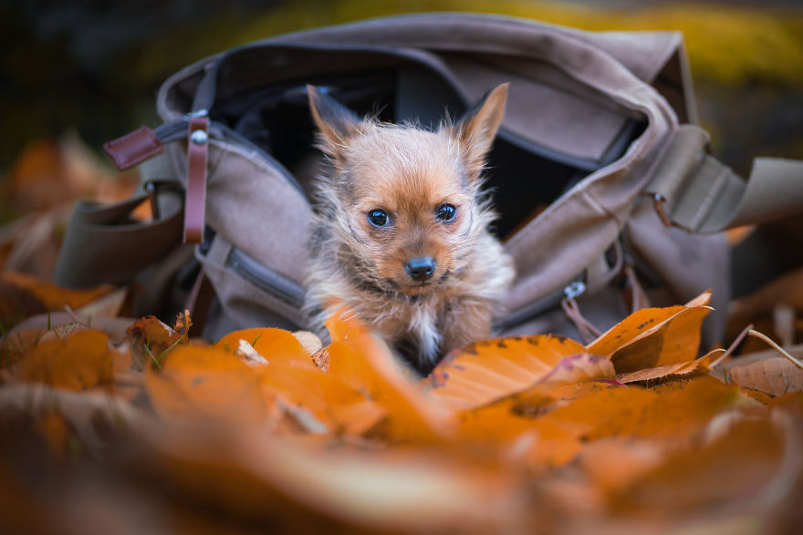 Слатки фотографии од кучиња кои уживаат во есента 