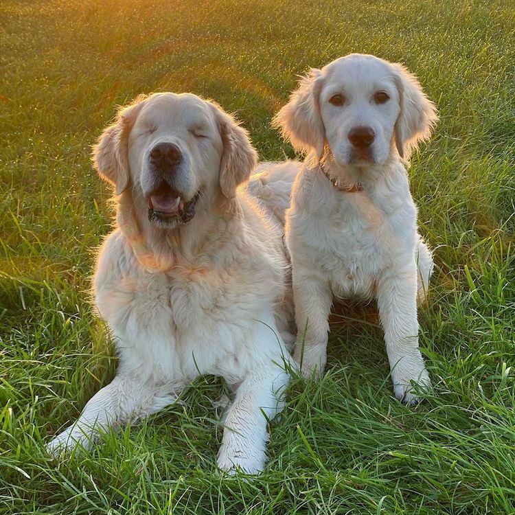 Слепо куче и неговото куче-помошник се неразделни пријатели 