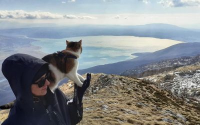 Запознајте ја мачката која се искачи на највисокиот врв во Австрија