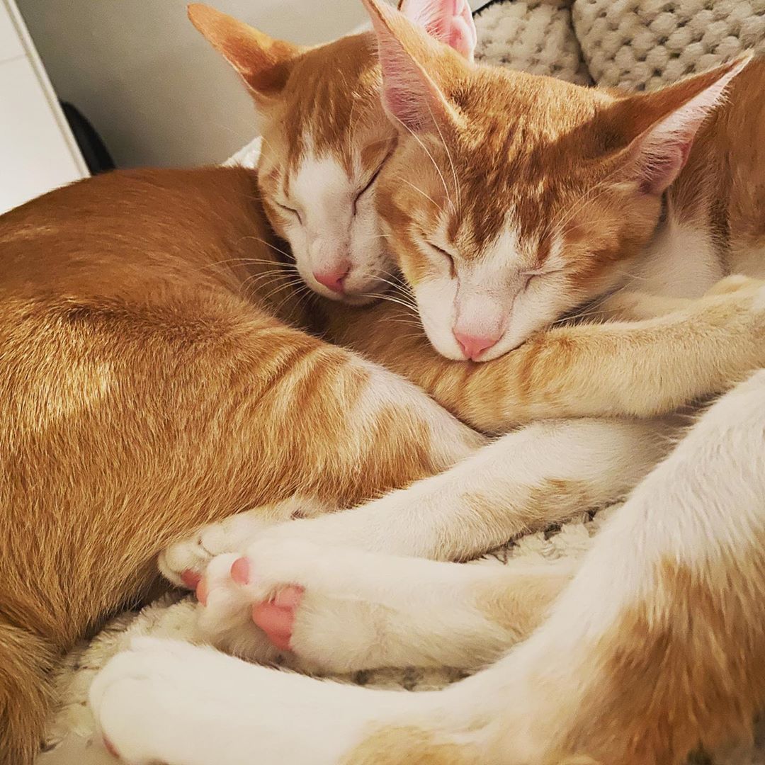 15 фотографии од слатки прегратки што ќе ве стоплат оваа есен