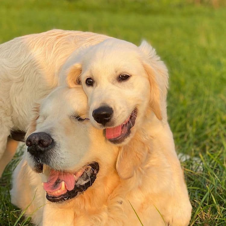 Слепо куче и неговото куче-помошник се неразделни пријатели 