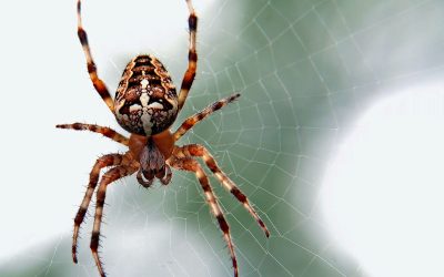Како да ги спречите пајаците да влезат во вашиот дом оваа есен?