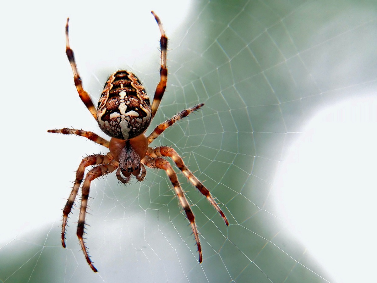Како да ги спречите пајаците да влезат во вашиот дом оваа есен?