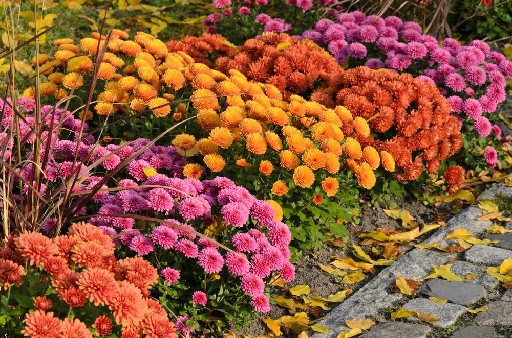 Лесно се одгледуваат, им успеваат на сите: Најубавите есенски цвеќиња