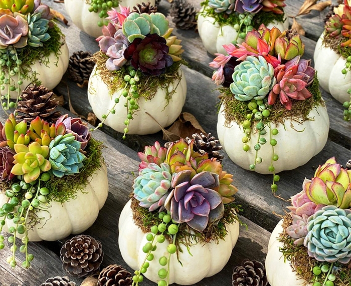 Тиквите со сукуленти се едни од најубавите декорации за оваа есен