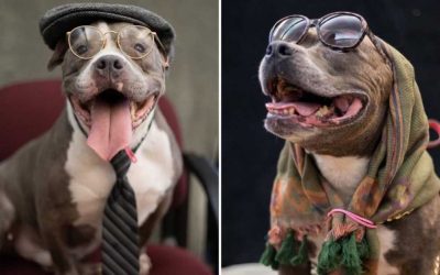 Засолниште за животни ги облекува постарите животни како постари граѓани за симпатична фотосесија