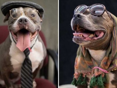 Засолниште за животни ги облекува постарите животни како постари граѓани за симпатична фотосесија