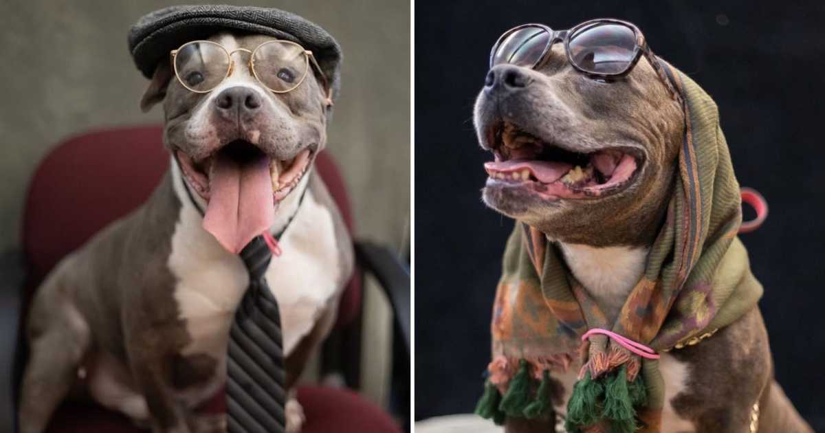 Засолниште за животни ги облекува постарите животни како постари граѓани за симпатична фотосесија