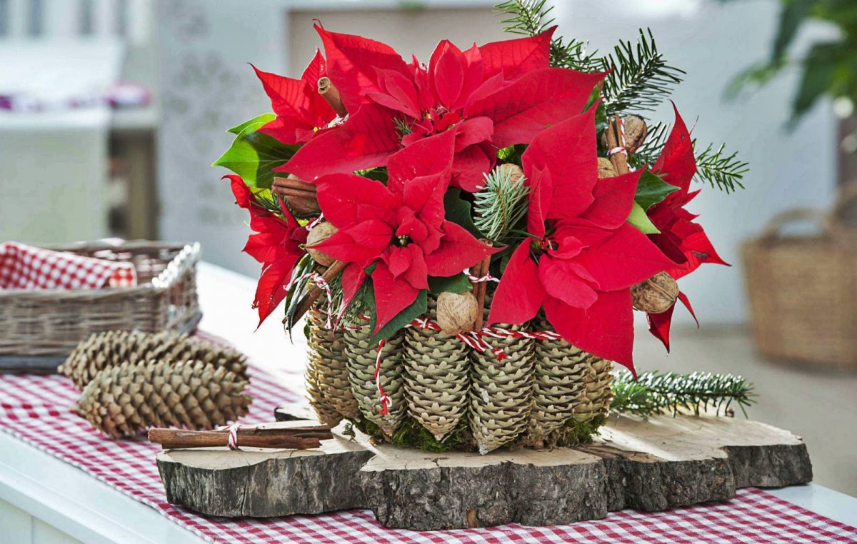 15 идеи со кои божиќната ѕвезда ќе стане уште поубав украс во домот