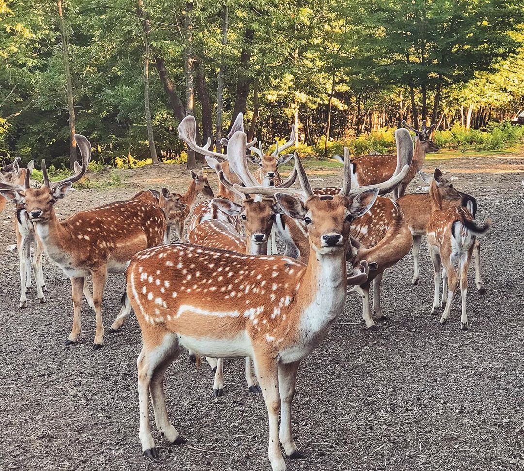 Долина на елените: Бајковита дестинација во близина на Плитвичките езера