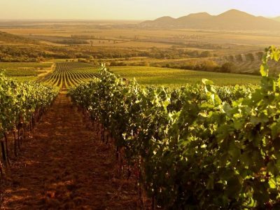Каде се произведува најскапото вино во светот?