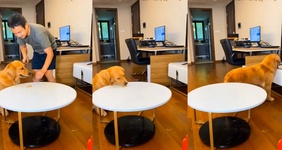 Вирално видео: Погледнете како ова куче го надмудри сопственикот со својот трик