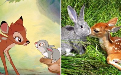 13 фотографии од вистински животни што личат на ликовите на Дизни